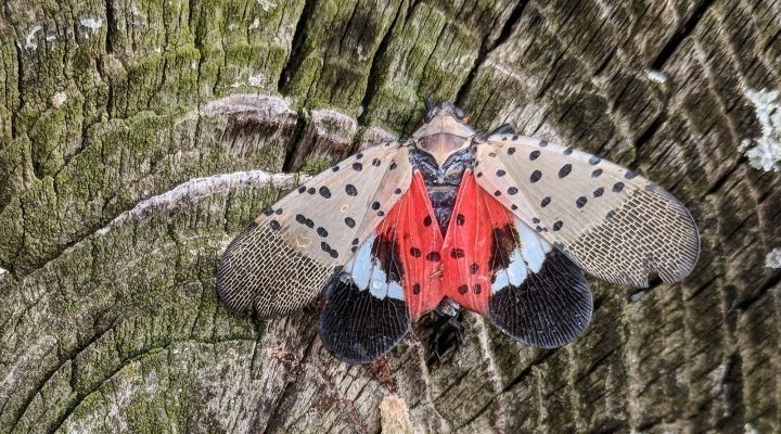 Spotted lanternfly