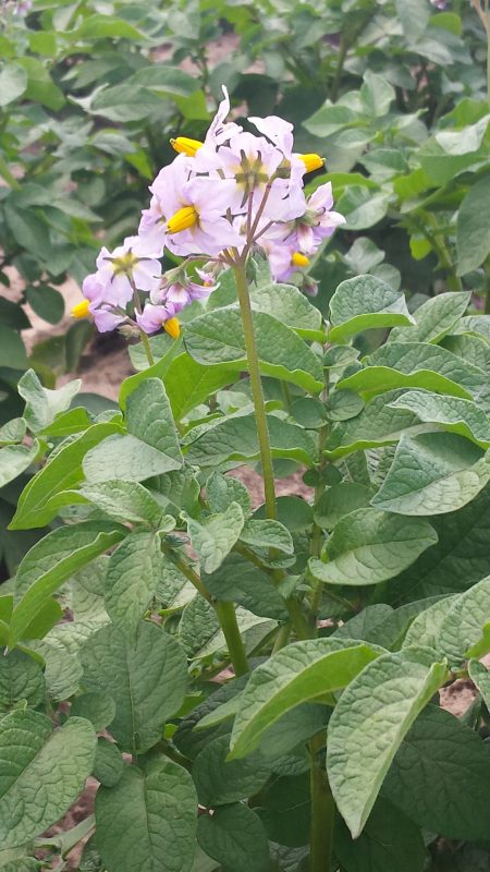 potato plant with pink flowers, green leaves, soil, garden