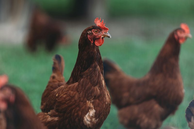 flock of brown red chickens