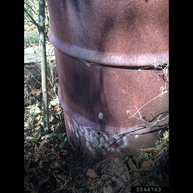 Spotted lanternfly egg masses on rusty metal drum