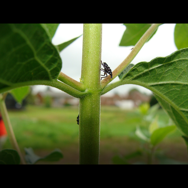 Spotted lanternfly nymph on stem.