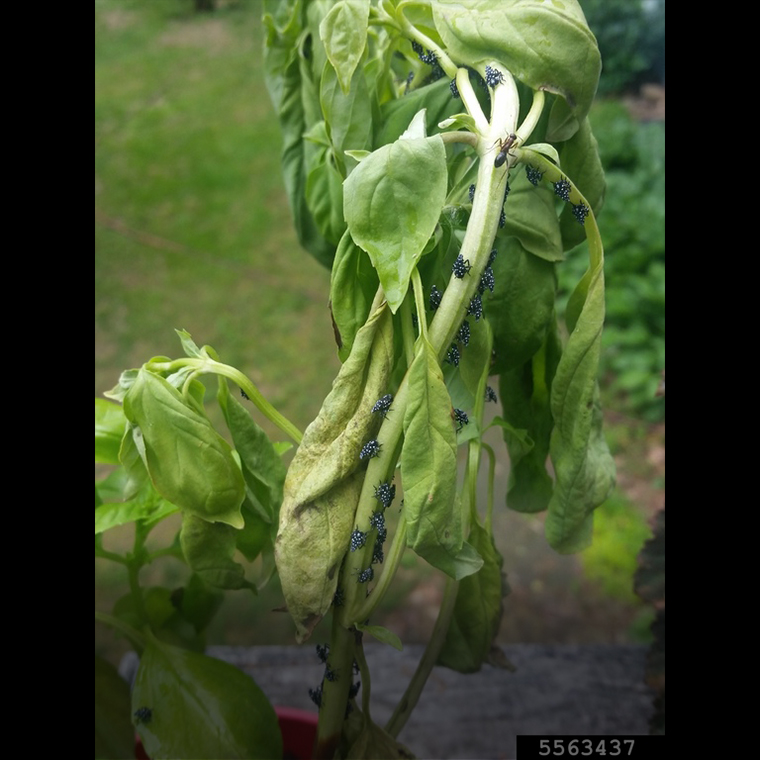 Wilting basil plant with spotted lanternfly nymphs on stem