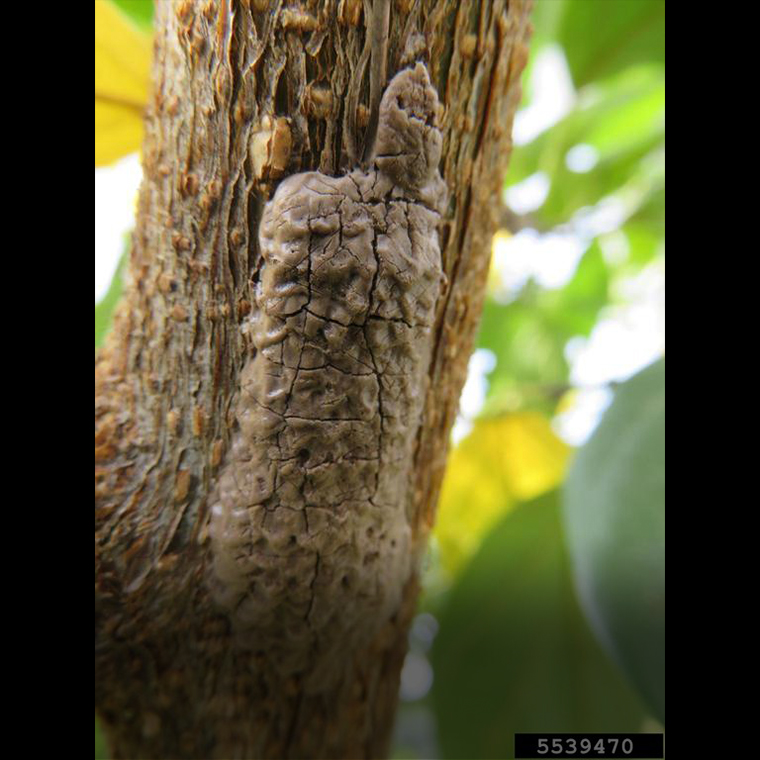 Spotted lanternfly egg mass with weathered protective covering