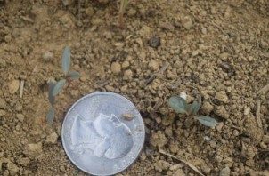 Palmer amaranth seedlings next to a quarter for scale.