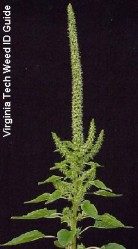 Tall terminal flower spike.