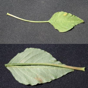 Fully developed Palmer amaranth leaves showing the length of the petiole (leaf stalk) which is as long or longer than the leaf.