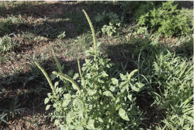 A cluster of male Palmer amaranth with several tall seed heads.