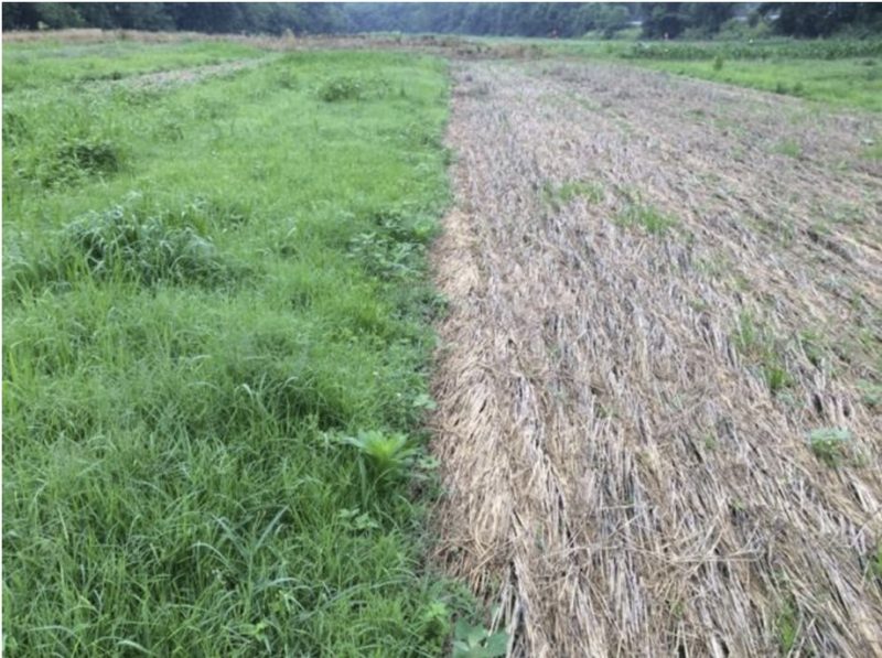 The left half shows a plush green fall-planted ceral rye field and the right half shows it after it has been terminated with brown stuble.