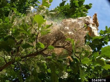 Figure 1. A mass of dead leaves are enclosed in webbing made by fall webworm larvae.