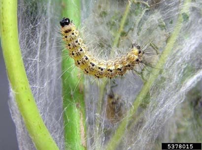 Figure 9, A close up of a fall webworm caterpillar suspended in a silk nest among tree branches.