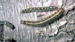 Figure 8, A forest tent caterpillar rests on a tree trunk above a eastern tent caterpillar.