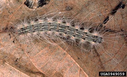 Figure 10, A fall webworm caterpillar rests on a dead leaf.