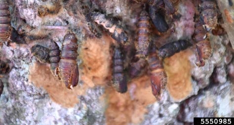 Figure 2, A close up of a tree trunk with numerous spongy moth egg masses and pupae clustered together,