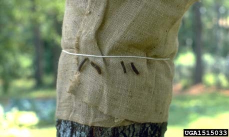 Figure 5, A wide band of burlap is tied with a string around a tree trunk. Several caterpillars are on the burlap below the string.