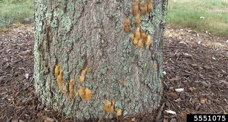 Figure 4, A close up of the base of a tree trunk with many spongy moth egg masses laid on it.