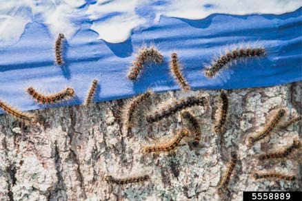 Figure 7, A close up of a band of plastic material smeared with a thick coating on a tree trunk. There are many spongy moth caterpillars on the trunk below the band.