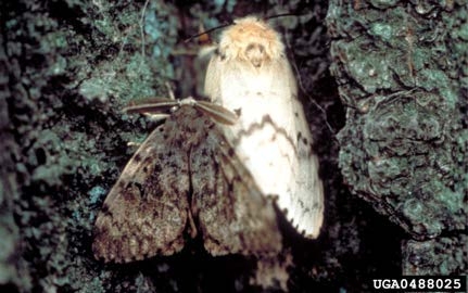 Figure 3, Two spongy moths against rough tree bark.