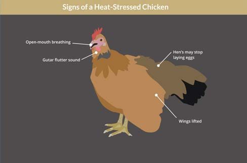 Illustration of chicken with physical representation of heat stress: open beak, dropped wings and tail.