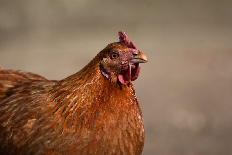 up-close image of a brown pullet.