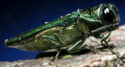Adult Emerald Ash Borer