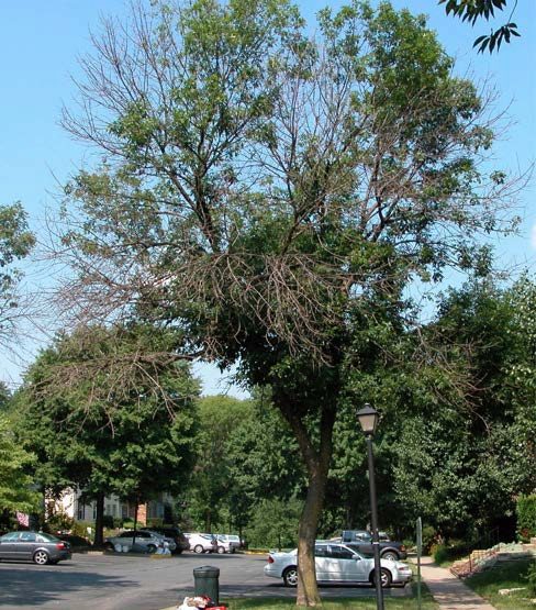 emerald ash borer damage to ash tree