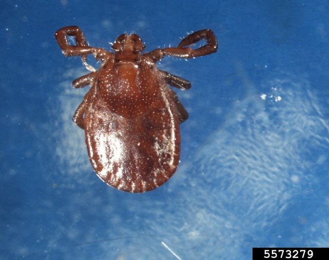 Figure 1, An adult female Asian longhorned tick.