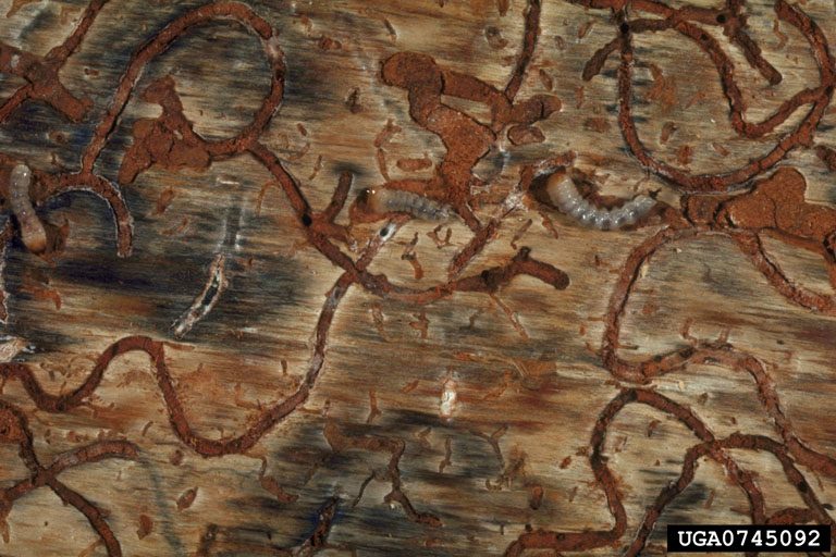 Exposed wood of a tree showing meandering tunneling indicative of pine sawyer larval activity.