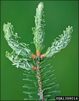 Distorted needle growth produced by balsam twig aphid feeding.
