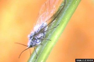 A closeup of a winged adult balsam twig aphid on a needle.