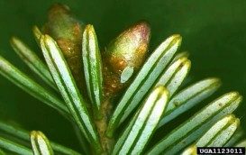 A closeup of a greenish balsam twig aphid on an unopened bud.