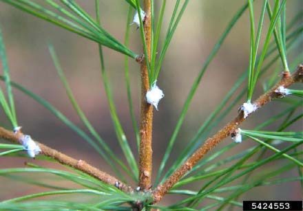 Figure 2, Pine twigs with pine bark adelgids settled at the base of the needle bundles.