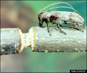 An adult twig girdler rests on a twig prepared for egg laying by cutting a neat circle all the way around, but not through, the twig.