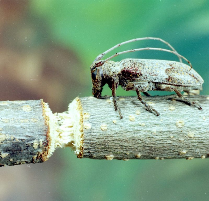 An adult twig girdler rests on a twig prepared for egg laying by cutting a neat circle all the way around, but not through, the twig.