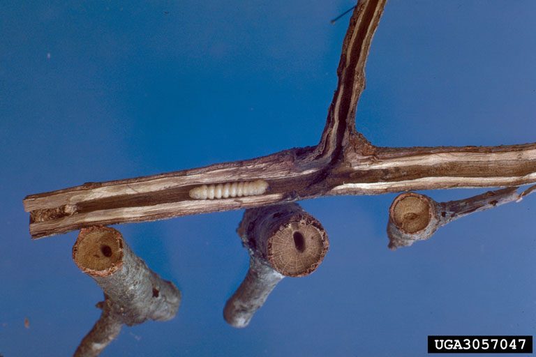 A larva of the twig pruner rests inside its tunnel in a small branch. The cut ends of several small twigs show the characteristic oval shape to the tunnel of this species.