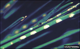 Yellow areas on a pine needle indicate where a female Viginia pine sawfly has inserted her eggs.