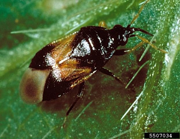 Orius insidiosus or minute pirate bug adult.