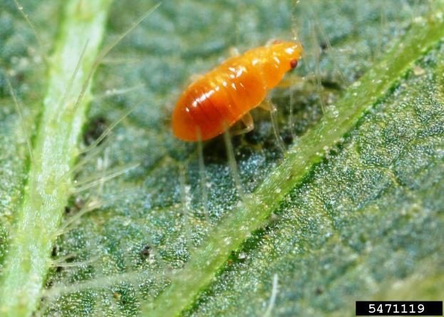 Tear drop shaped Orius insidiosus nymph. Yellow-orange in color