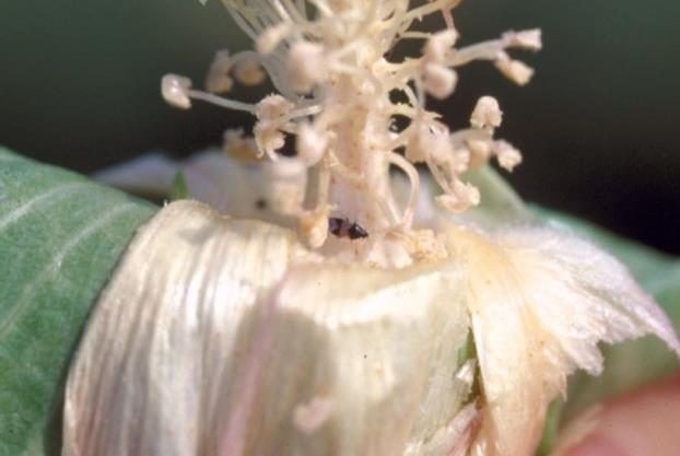 Orius insidiosus adult in a cotton flower.