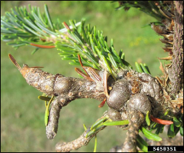 A branch of a tree with abnormally swollen, defoliated twigs.