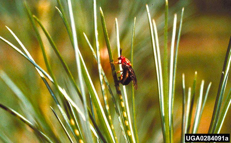Figure 1, An adult sawfly rests on a pine needle.