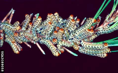 Figure 2, A cluster of sawfly larvae are defoliating a pine branch.