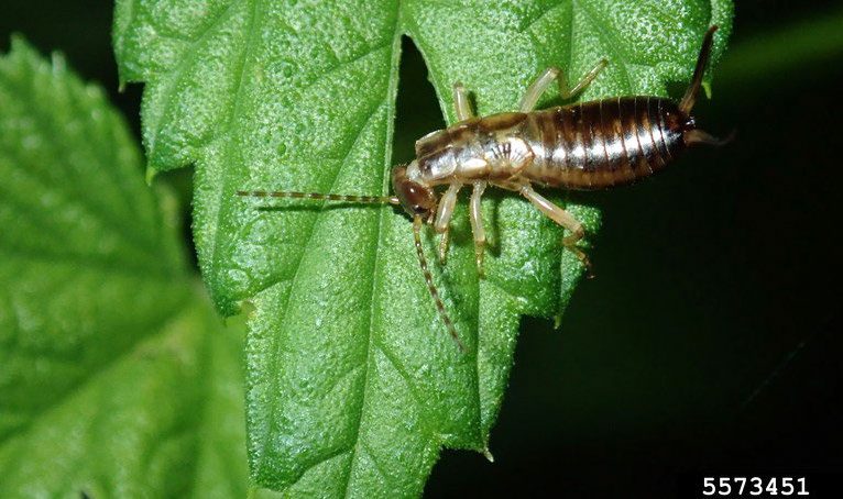 Figure 2, A young earwig chews a hole in a fresh leaf.