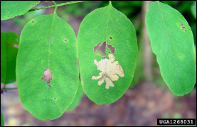 Leaflets damaged by the characteristic blotch mines of locust leafminer.