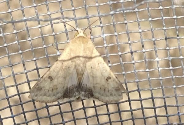 A light brown corn earworm moth rests on metal mesh. The moth has two dark spots on its forewings, slender antennae, and greenish eyes.