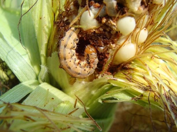 Close-up of the top portion of an ear of corn with the husk partially removed. A plump, pinkish-yellow corn earworm larva is inside, eating the corn kernels and surrounded by dark brown frass.
