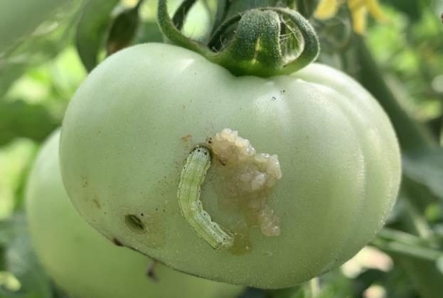 A pale green corn earworm larva feeds on an unripe tomato, with its head buried in the skin of the fruit and its body surrounded by pale frass.