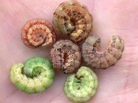 A Caucasian person's palm is shown holding six corn earworm larvae of varying colors, including pink, brown, orange, and green. The larvae are curled into defensive positions.