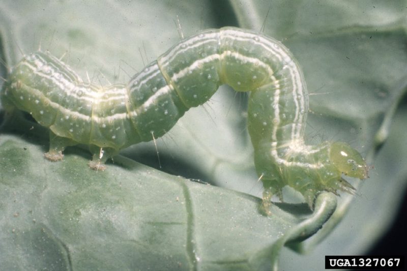 Depiction of a cabbage looper, "looping," on a leaf