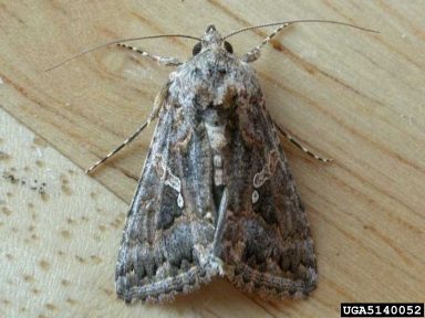 Figure 3. Cabbage looper adult against a light-tan background. 