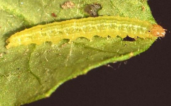 Figure 2, A caterpillar rests on a fresh leaf with silk webbing on it.